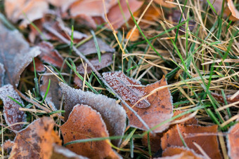 霜下降叶子晚些时候秋天早期冬天霜草霜冷季节概念