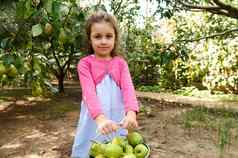 可爱的女孩携带桶新鲜的作物成熟的梨生态场美丽的温暖的秋天收获一天