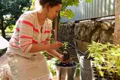 女农民农业家种植绿色胡椒树苗能受精黑色的土壤