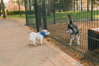 狗杰克罗素梗沙哑的有趣的玩在户外狗操场上阳光明媚的春天一天