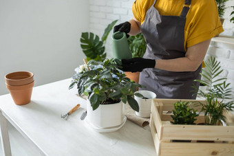 特写镜头春天室内<strong>植物</strong>护理报告室内<strong>植物</strong>醒着的室内<strong>植物</strong>春天中间岁的女人移植<strong>植物</strong>能首页园丁移植<strong>植物</strong>Spathiphyllum