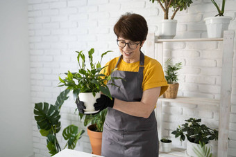 春天室内植物护理报告室内植物醒着的室内植物春天中间岁的女人移植植物能首页园丁移植植物Spathiphyllum