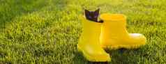 横幅有趣的黑色的小猫坐着黄色的引导草复制空间可爱的图像概念明信片日历小册子宠物