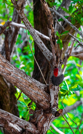 红色的大肚子的啄木鸟锤击钻树树干墨西哥