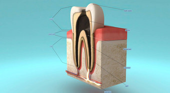 解剖学牙牙龈支持结构周围牙