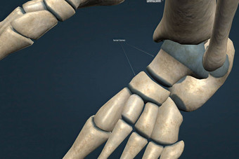 滑联合类型滑液联合发生骨头满足平平联合表面
