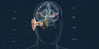 声音通过耳朵携带信号大脑阀杆听觉神经