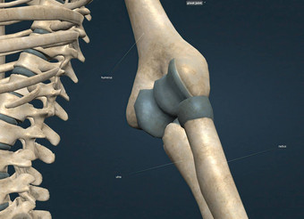 肘联合捩转联合组成半径尺骨肱骨