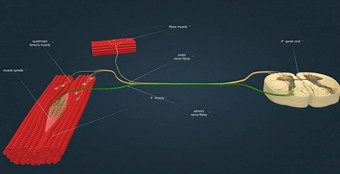 感觉神经纤维刺激活动肌肉肌腱