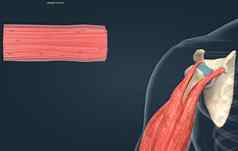 骨骼肌肉被认为是器官肌肉发达的系统
