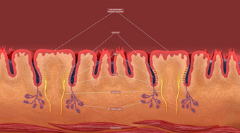舌乳头状突起<strong>小结</strong>构上表面舌头给粗糙的纹理