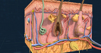 解剖学皮肤显示表皮真皮皮下组织