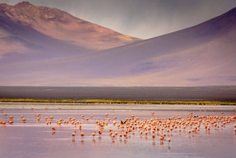 拉古纳科罗拉达红色的湖火烈鸟<strong>火山</strong>景观安第斯<strong>山脉</strong>玻利维亚