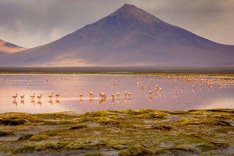 拉古纳科罗拉达红色的湖火烈鸟火山景观安第斯山脉玻利维亚