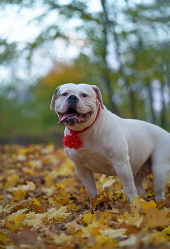 狗秋天公园有趣的快乐可爱的狗品种美国斗牛犬运行微笑下降叶子橙色金秋天概念