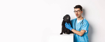 英俊的年轻的兽医医生抓可爱的黑色的哈巴狗宠物狗站实习医生风云白色背景