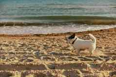 小可爱的明亮的狗运行夏天海滩射线明亮的太阳