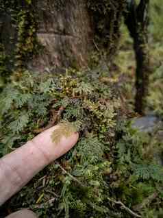 手指蕨类植物特写镜头tenerife’s丛林植物区系