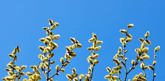 山羊柳树柳树花朵春天清晰的一天
