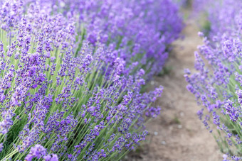 薰衣草花场盛开的紫色的香薰衣草花日益增长的薰衣草摇摆风收获香水成分芳香疗法