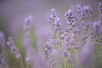 模糊薰衣草花场盛开的紫色的香薰衣草花日益增长的薰衣草摇摆风收获香水成分芳香疗法