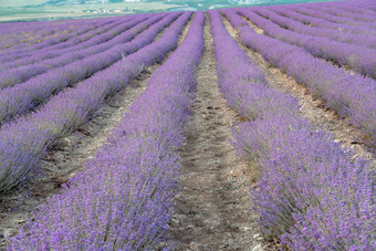 薰衣草花场盛开的紫色的香薰衣草花日益增长的薰衣草摇摆风收获香水成分芳香疗法
