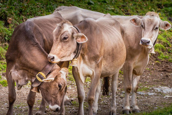 可爱的棕色（的）牛放松齐勒河谷谷提洛尔奥地利