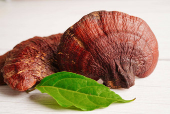 灵芝灵芝蘑菇胶囊有机自然健康的食物