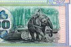 大象teak-logger缅甸钱
