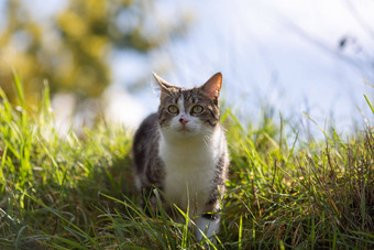 年轻的猫老虎模式皮毛绿色草