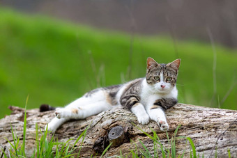 年轻的猫老虎模式皮毛绿色草