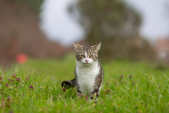 年轻的猫<strong>老虎</strong>模式<strong>皮毛</strong>绿色草