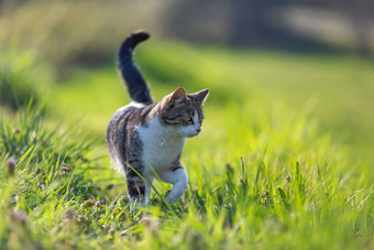 年轻的猫老虎模式皮毛绿色草