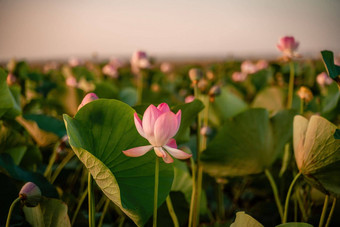 日出场荷花粉红色的<strong>莲花</strong>莲属椰子摇摆风背景绿色叶子<strong>莲花</strong>场湖自然环境