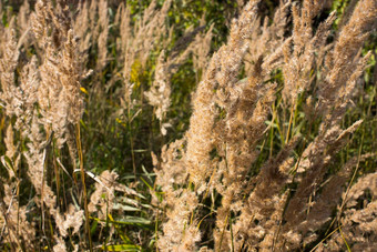 毛茸茸的野生花植物美丽的<strong>图片桌面</strong>