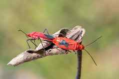 图像红色的棉花错误颌骨cingulatus叶自然背景昆虫动物红蝽科
