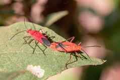 图像红色的棉花错误颌骨cingulatus叶自然背景昆虫动物红蝽科
