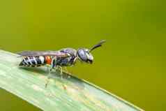图像蜜蜂矮蜜蜂apiflorea绿色叶自然背景昆虫动物