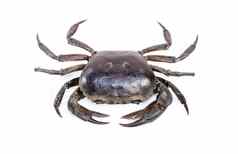 图像蟹场蟹孤立的白色背景食物动物