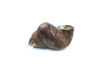 图像河蜗牛菲洛帕鲁迪纳martensi孤立的白色背景动物