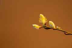 毛茸茸的黄色的柳树树枝棕色（的）背景柳树开花了影子春天概念