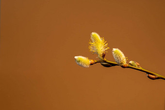 毛茸茸的黄色的<strong>柳树</strong>树枝棕色（的）背景<strong>柳树</strong>开花了影子春天概念