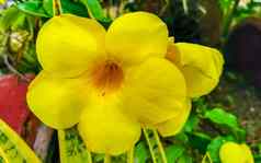 黄色的美丽的热带花植物墨西哥