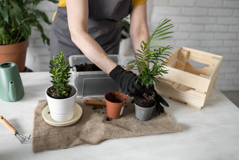 特写镜头春天室内<strong>植物</strong>护理报告室内<strong>植物</strong>醒着的室内<strong>植物</strong>春天女移植<strong>植物</strong>能首页园丁移植绿色<strong>植物</strong>