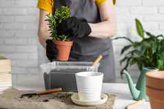 特写镜头春天室内植物护理报告室内植物醒着的室内植物春天女移植植物能首页园丁移植绿色植物