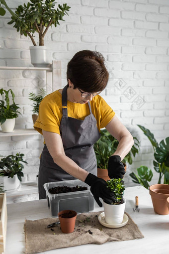 春天室内植物护理报告室内植物醒着的室内植物春天中间岁的女人移植植物能首页园丁移植植物Spathiphyllum