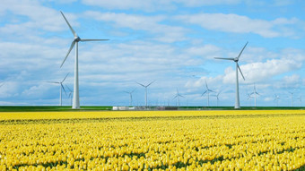 风车涡轮机蓝色的天空色彩斑斓的郁金香字段弗莱福兰荷兰