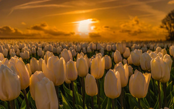 色彩斑斓的郁金香场荷兰花灯泡地区
