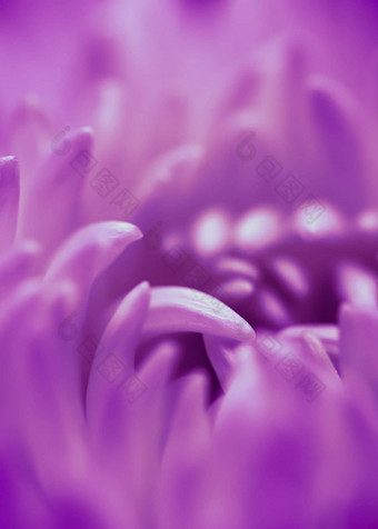 摘要花背景紫色的黛西花花瓣