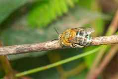 图像蓝色的带状蜜蜂分支昆虫动物